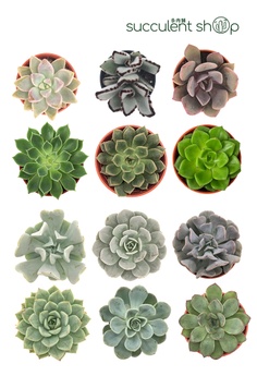 Buy Zmart Plants Succulents Cacti Online Zalora Malaysia