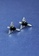 ZITIQUE black Women's Black Diamond Studded Angel's Wings Earrings - Black FB621AC874036EGS_2