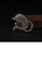 Glamorousky white Simple and Bright Plated Gold Dolphin Brooch with Cubic Zirconia C762CACD0EEF8AGS_4