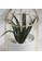 Brewsuniq Bird's Cage Potted Plant #1 Prickly Aloe AF7E6HLC1C05D6GS_4