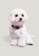 OXGN pink Generations Pet Bandana With Embro 49953ES477FB3CGS_4