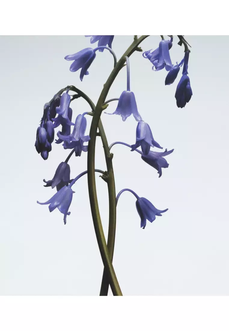 Wild Bluebell Cologne Mini 9ml
