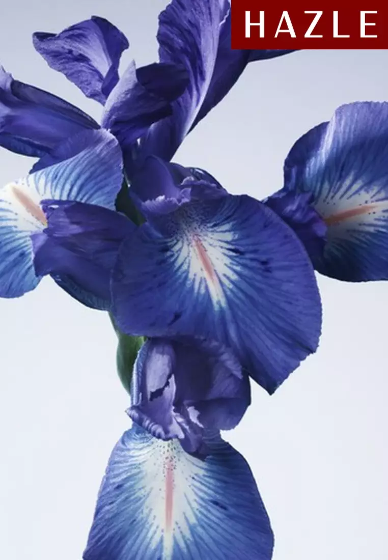 Iris Bleu Unisex EDT 100 ml