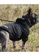 Kiloninerpets black (SMALL) H1 Tactical Pull-Over Hoodie Black DAA1CES57276D5GS_6