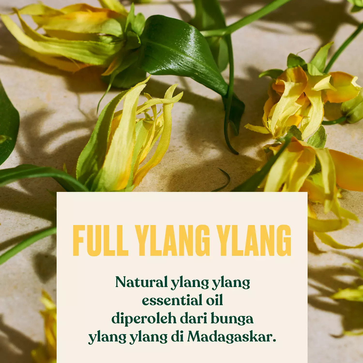 Full Ylang Ylang Eau De Parfum EDP 75ml