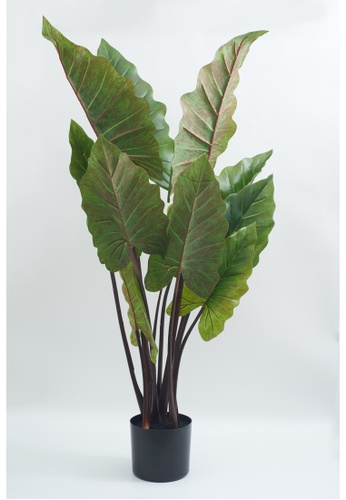 Buy Hooga Hooga Faux Botanical 04pofe106 Taro Tree Online Zalora Malaysia