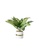 DILAS HOME Artificial Dieffenbachia Plant with White Pot 4F23EHL3194E06GS_1