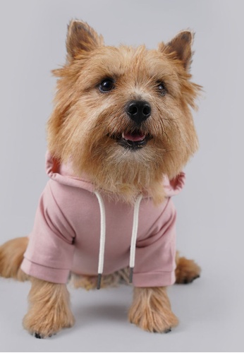 OXGN Generations Pet Hoodie With Sleeves | ZALORA Philippines