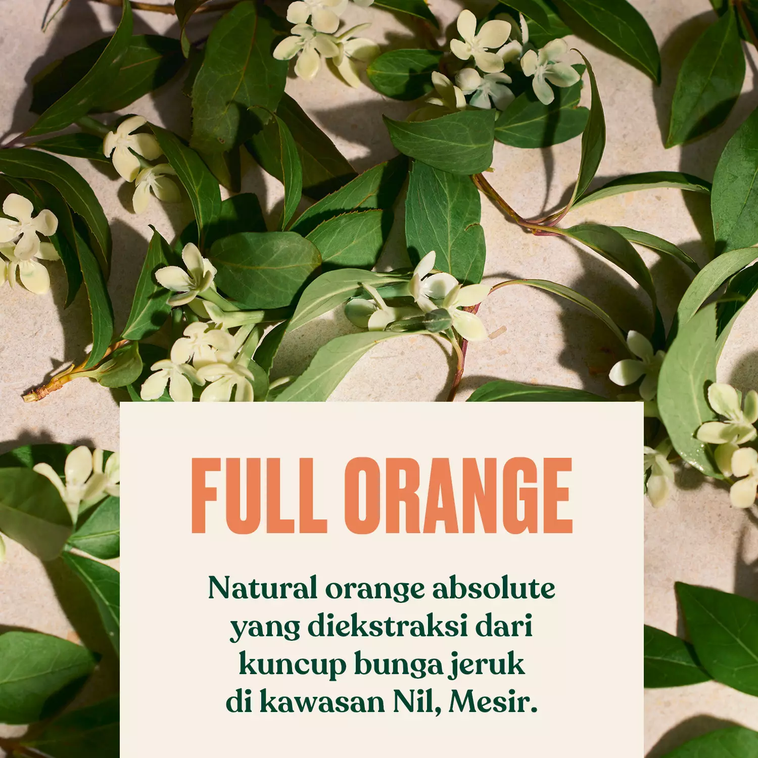 Full Orange Blossom Eau De Parfum EDP 75ml