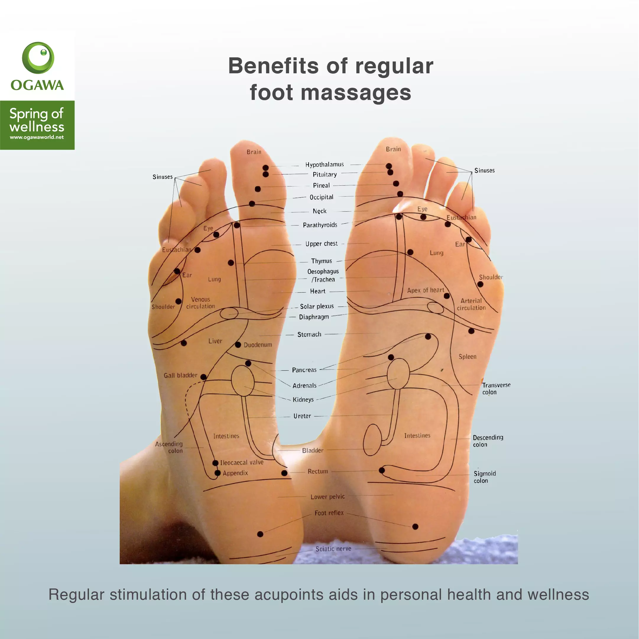 Buy OGAWA OGAWA Acu Therapy Reflexology Foot Massager Online
