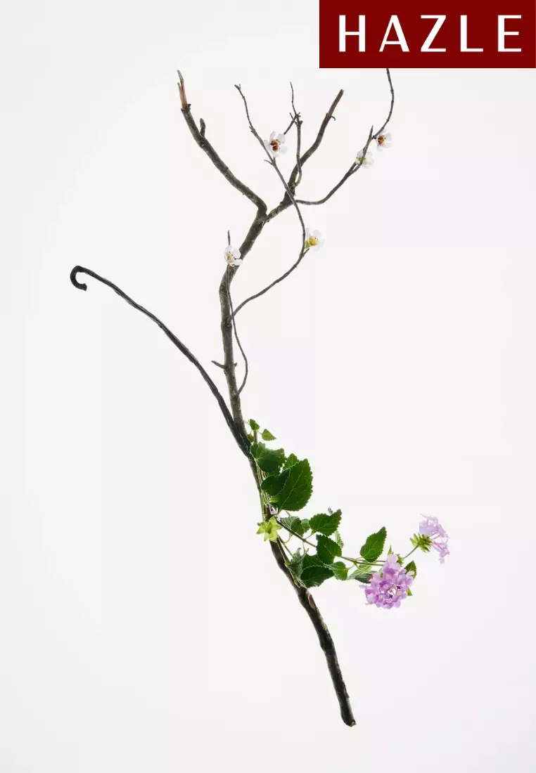 Zara Hypnotic Vanilla Woman EDP 30 ml