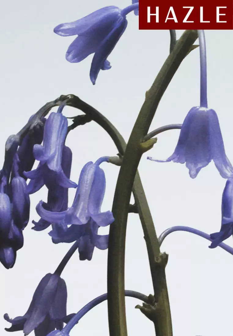 Wild Bluebell Unisex Cologne 9 ml