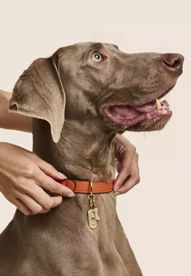 PET IT ON Amulet 晶鑽吊飾套裝 - Lucky Pawky + Dog Bone