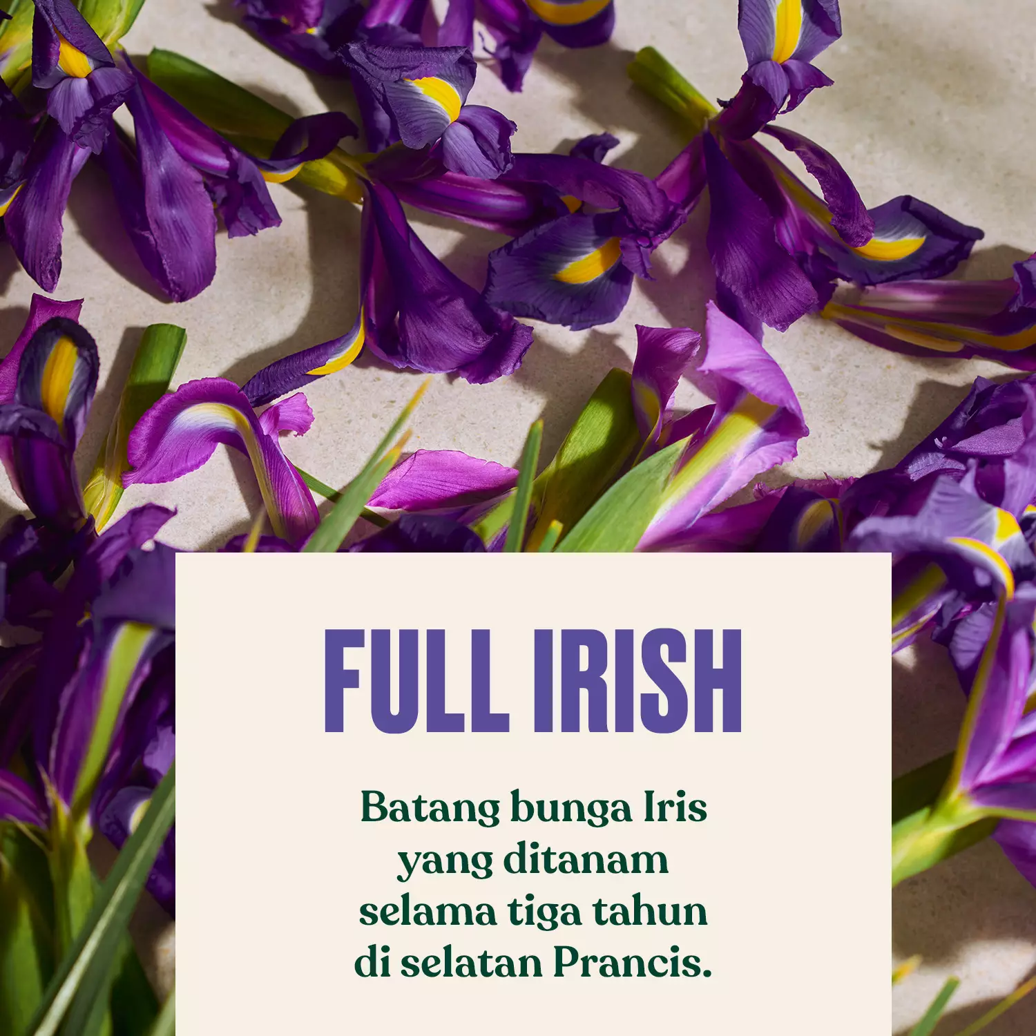 Full Iris Eau De Parfum EDP 75ml