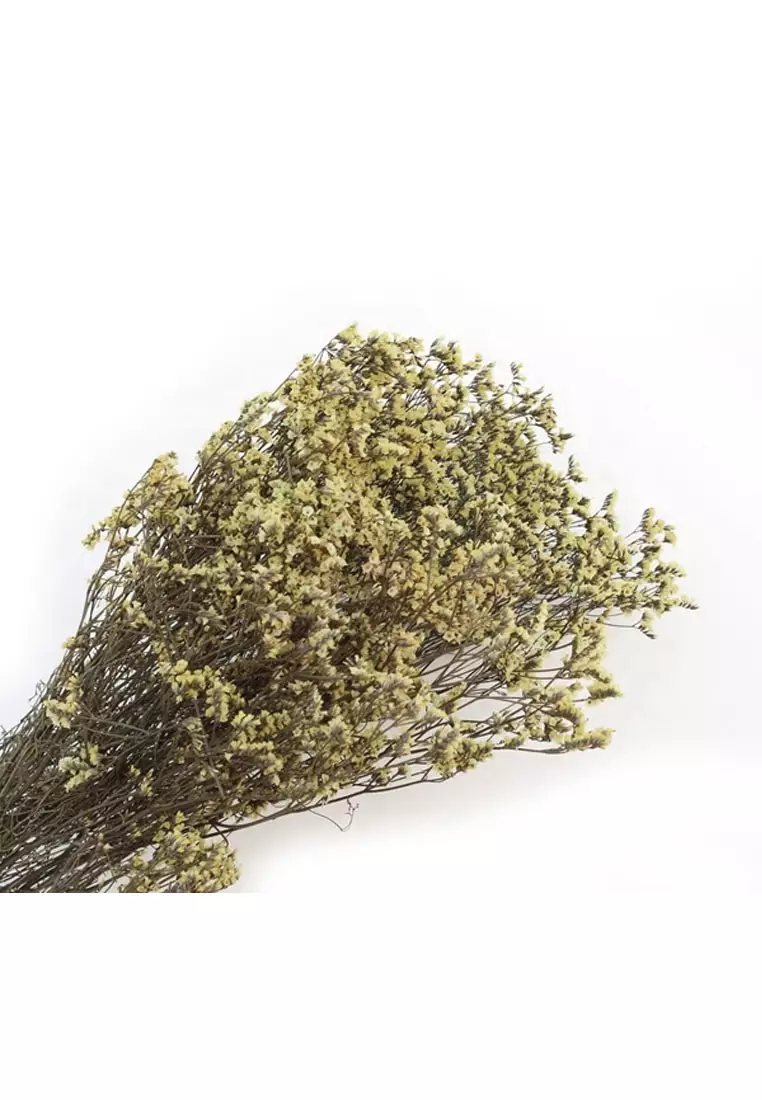 Buy RETAIL THERAPY PH Me Not Dried Flowers 2023 Online ZALORA