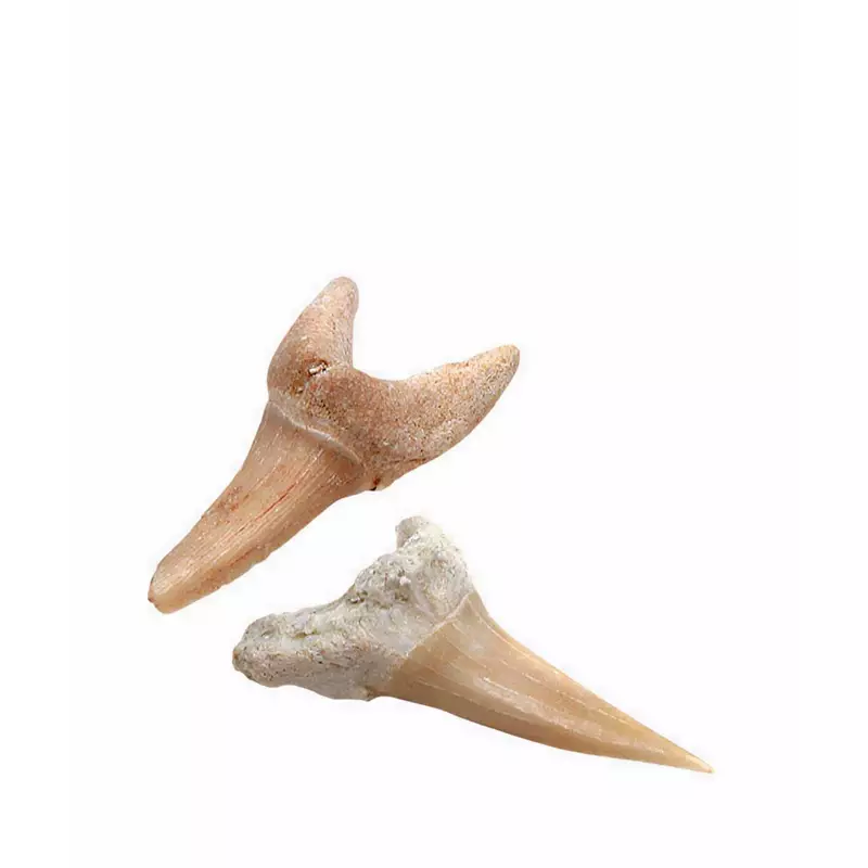 Discovery Mindblown Excavation Kit Mini Shark Tooth - DCN1423021910